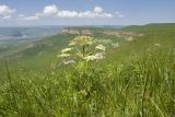 Джангур, image of landscape/habitat.