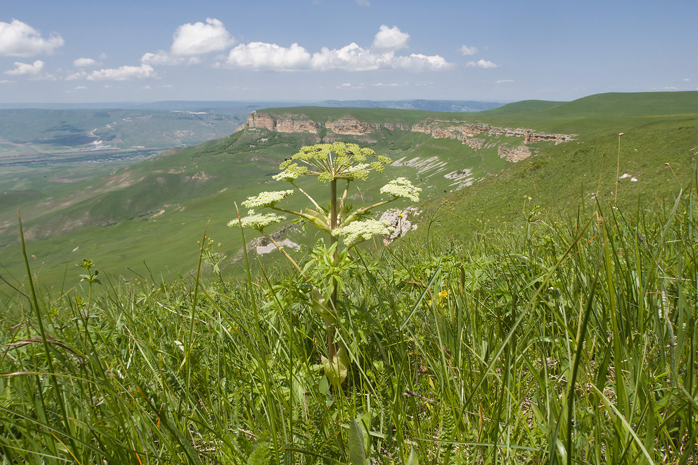 Джангур, image of landscape/habitat.