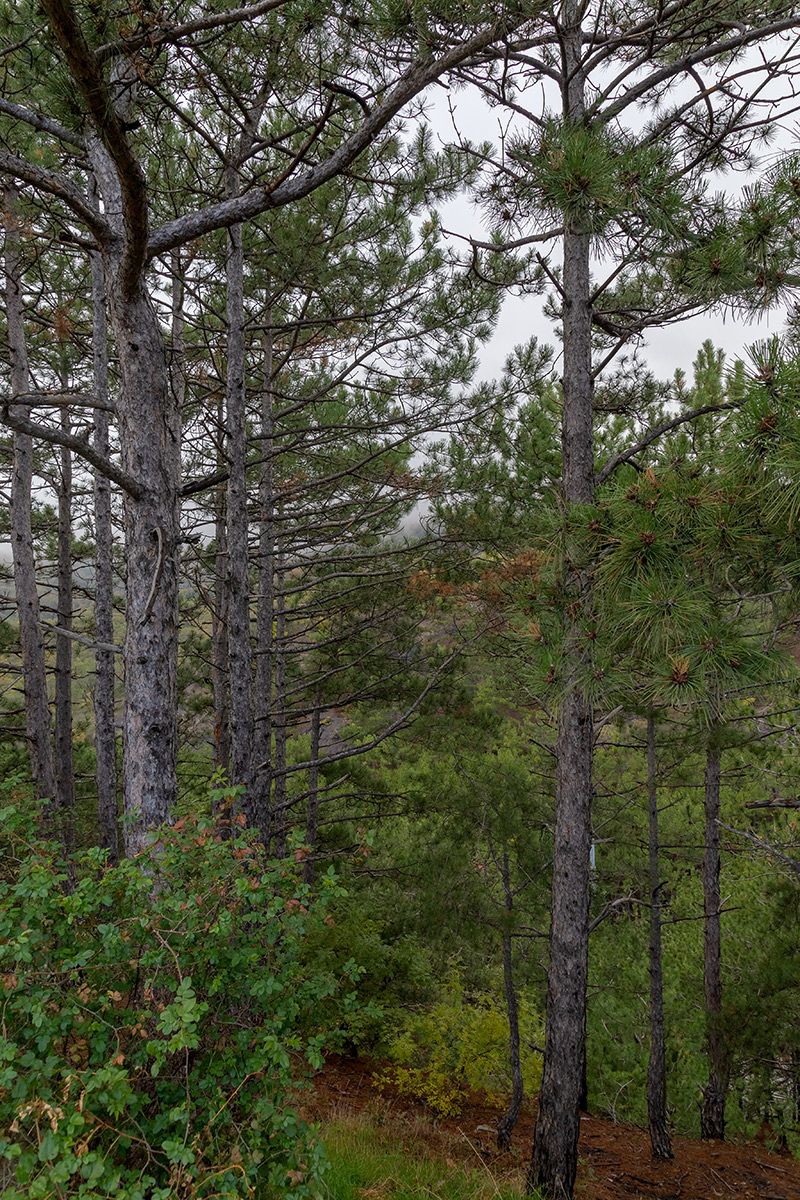 Партенит и окрестности, image of landscape/habitat.