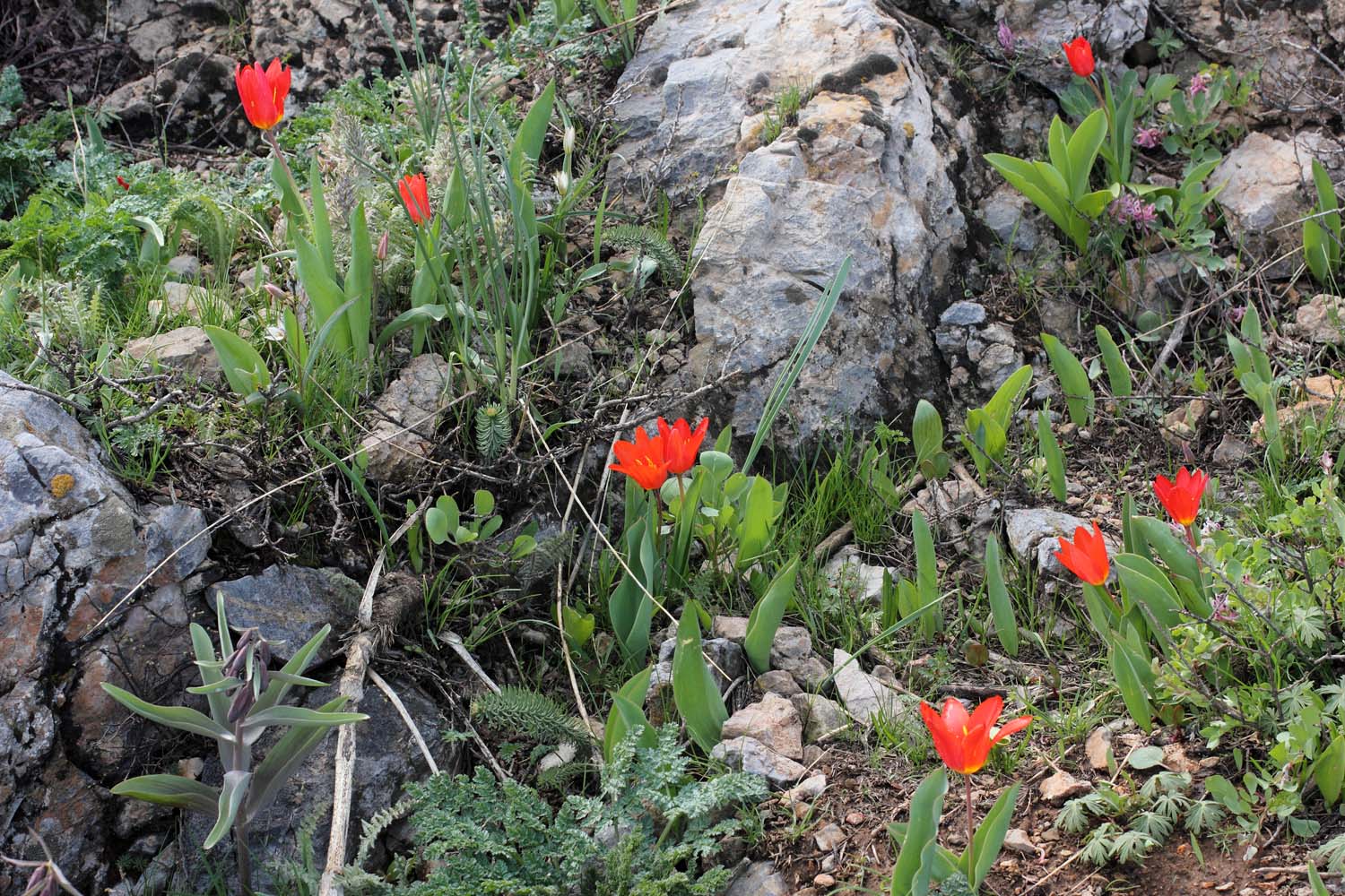 Малый Чимган, image of landscape/habitat.
