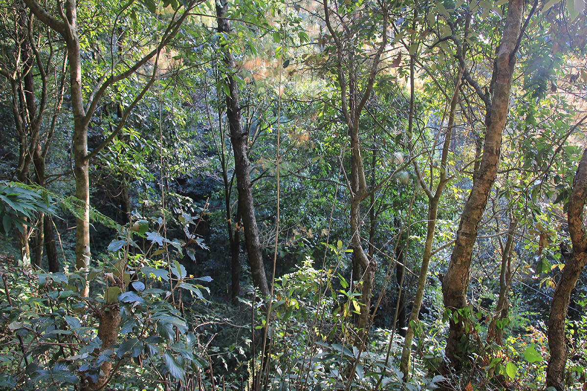 Шивапури-Нагарджун, изображение ландшафта.