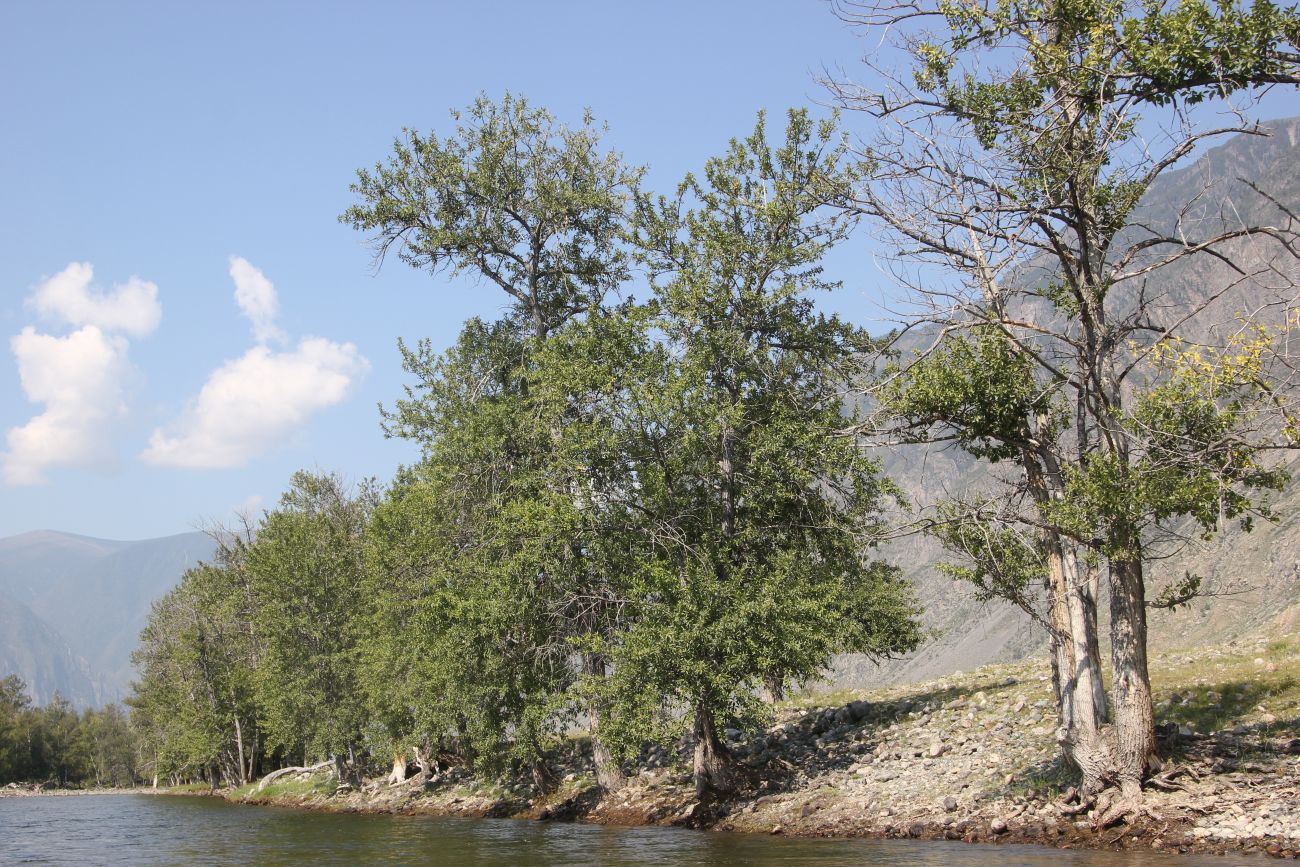 Ак-Курум и окрестности, image of landscape/habitat.