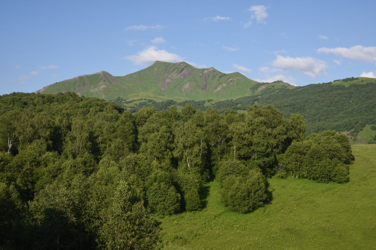 Лес между Хакмадой и Хочелдой, image of landscape/habitat.