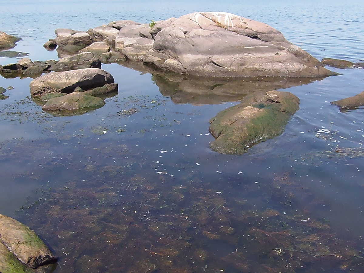 Остров Хортица, image of landscape/habitat.