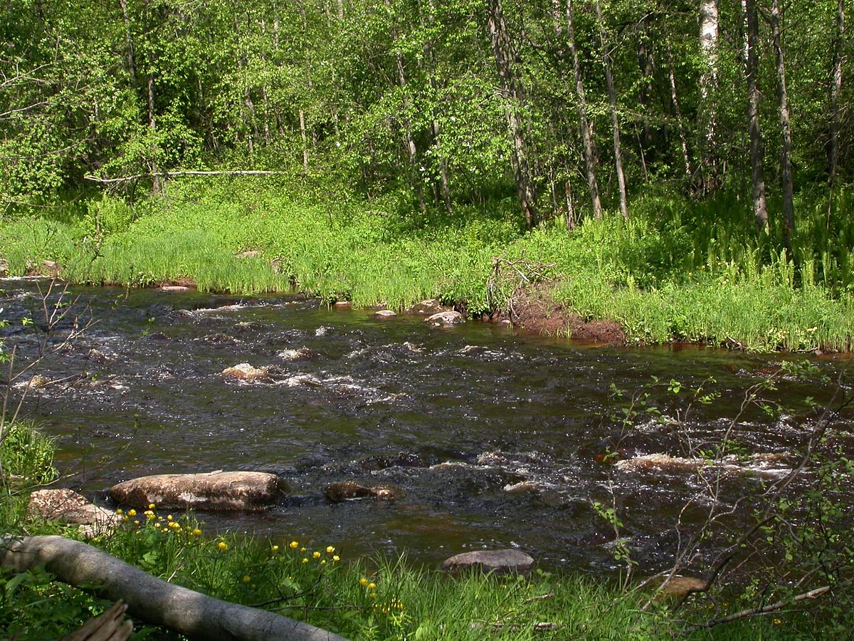 Ленинское на Сестре, image of landscape/habitat.