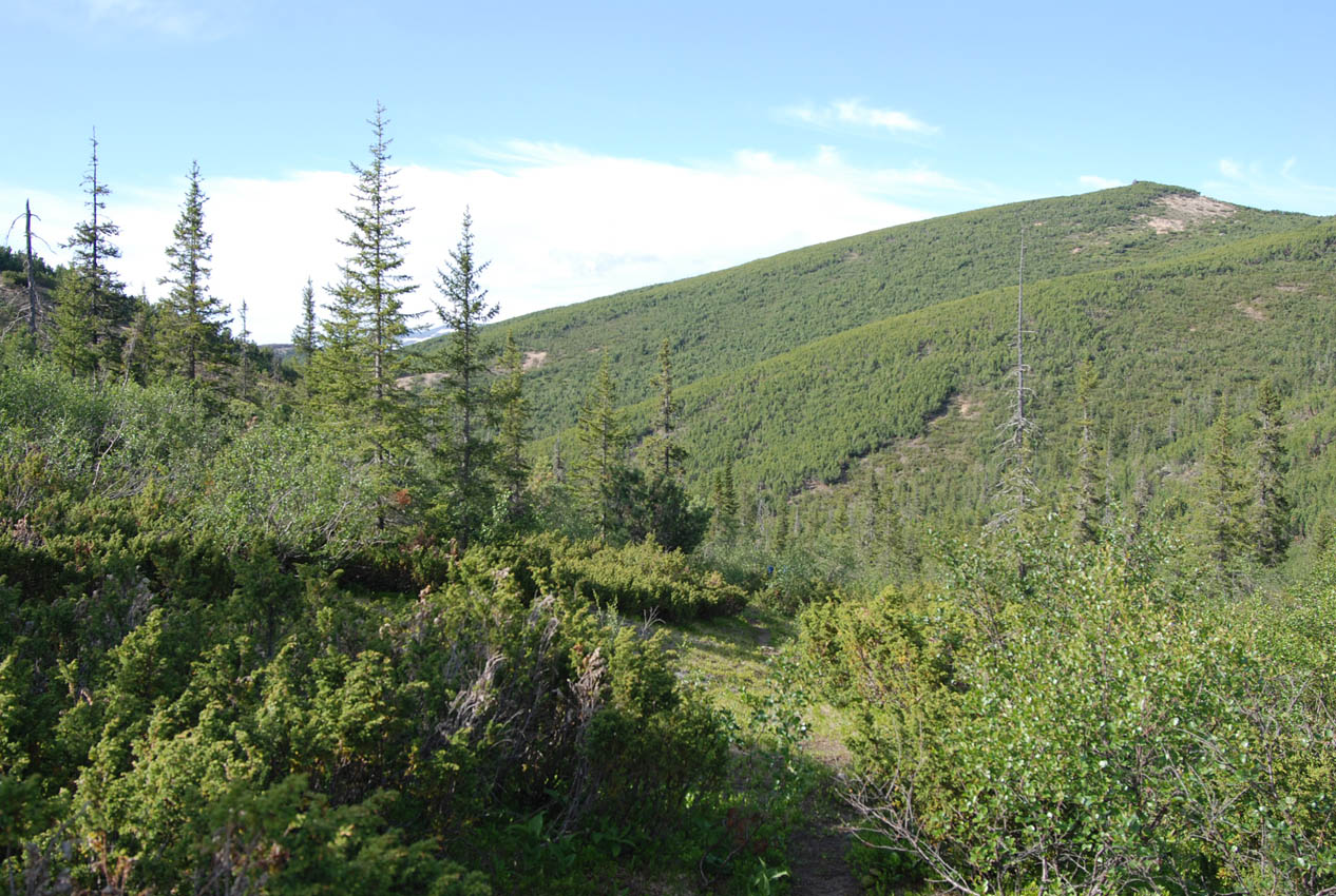 Перевал Снежный, image of landscape/habitat.