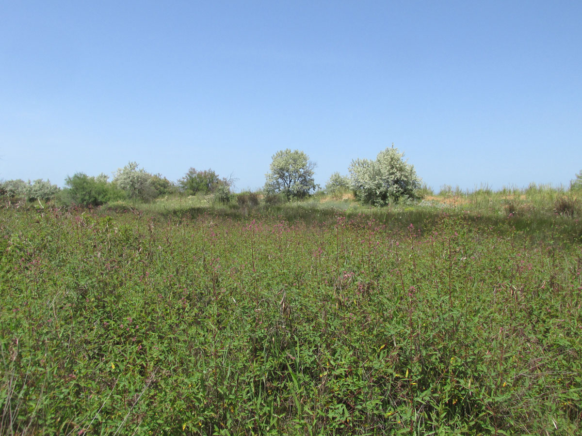 Берег моря у села Новокаякент, image of landscape/habitat.