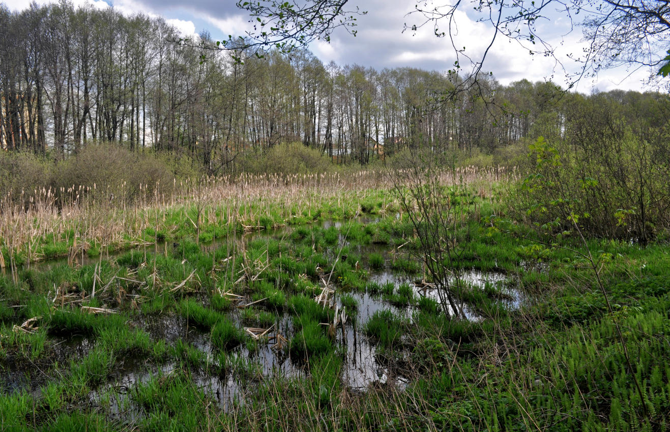 Железнодорожный, image of landscape/habitat.