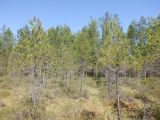 Image of landscape