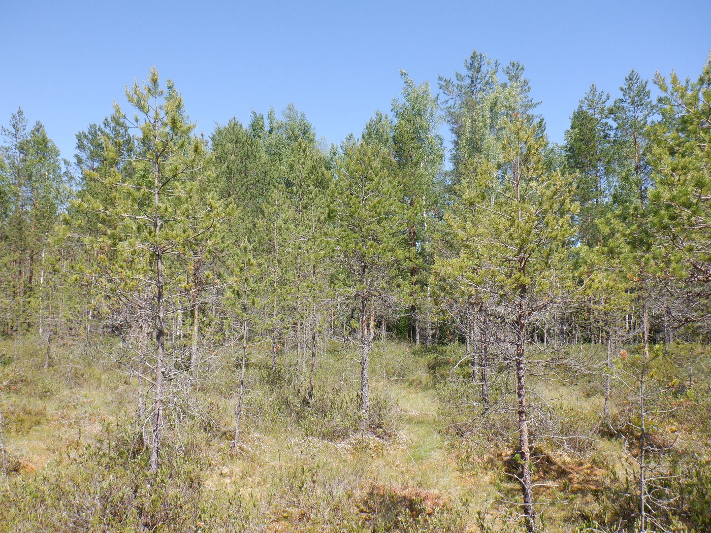 Свалка опилок, image of landscape/habitat.