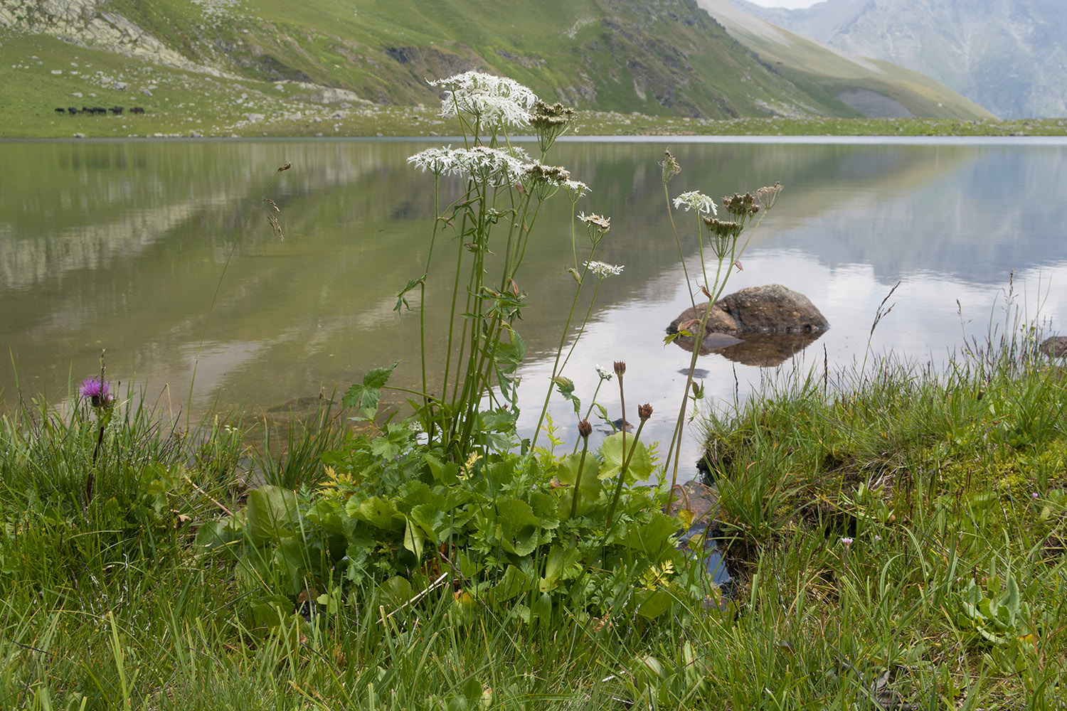 Ацгарские озёра, image of landscape/habitat.