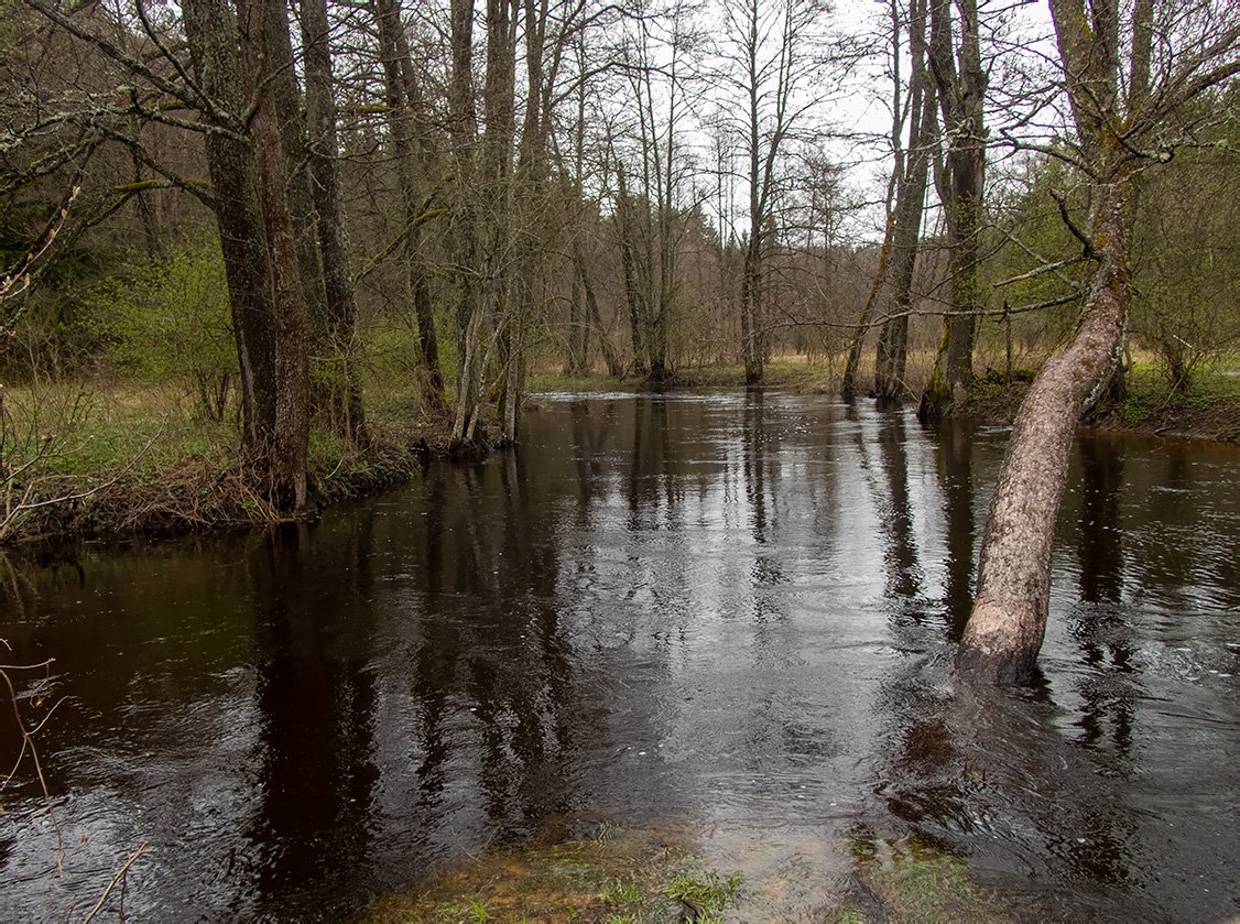 Заказник "Голубые озёра", image of landscape/habitat.