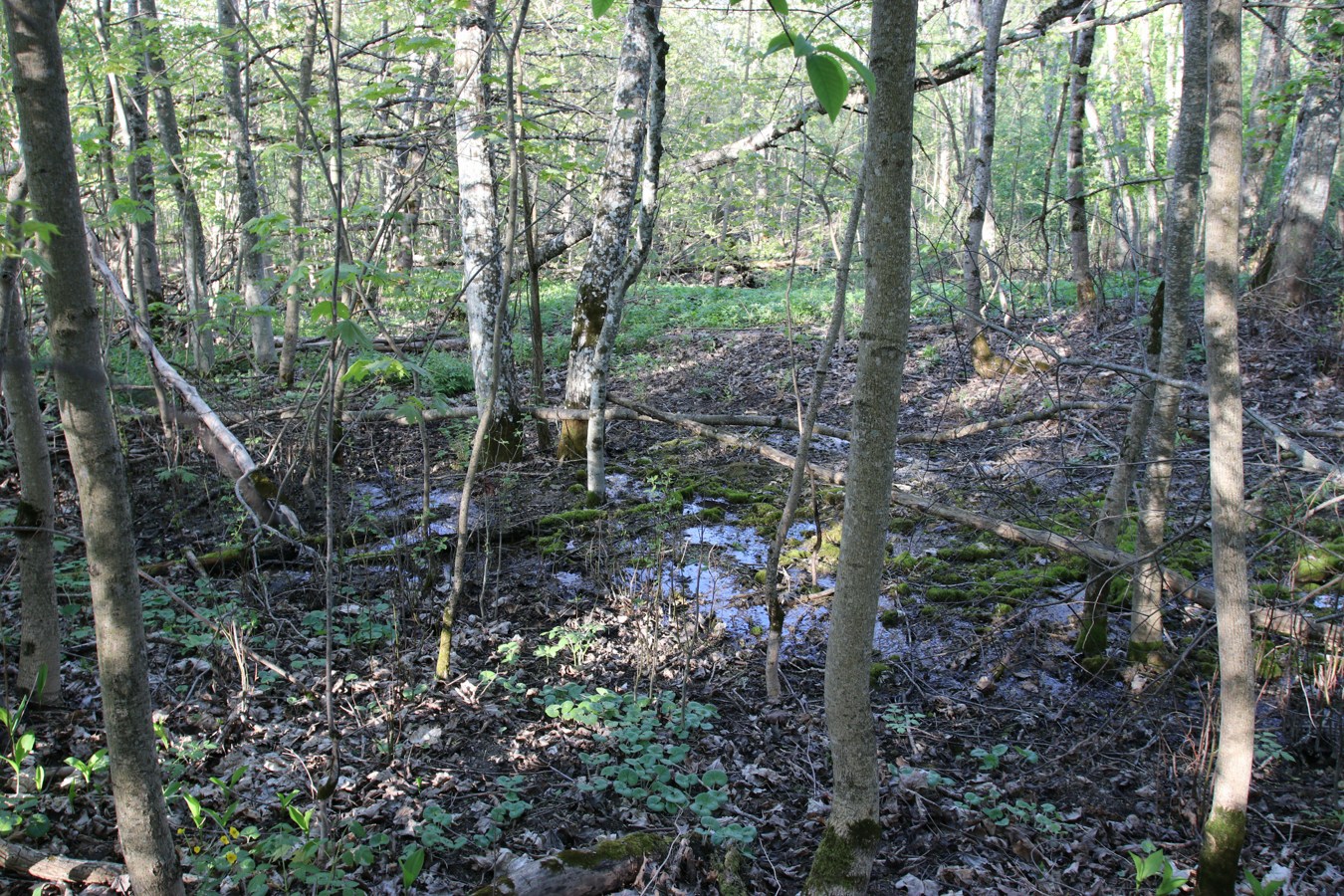 Вильповицы, image of landscape/habitat.