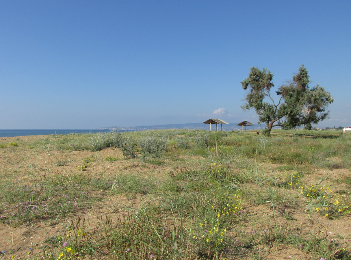 Приморский, image of landscape/habitat.