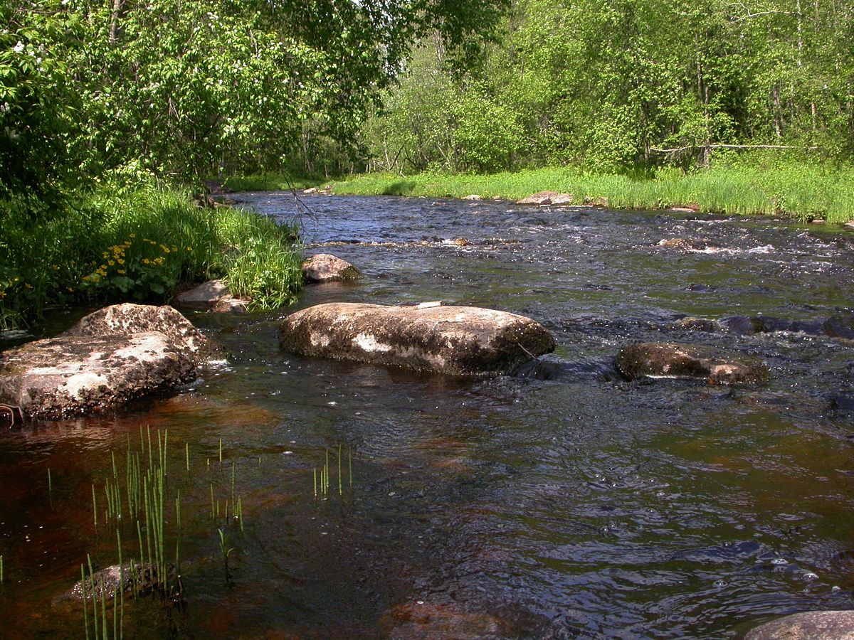 Ленинское на Сестре, image of landscape/habitat.