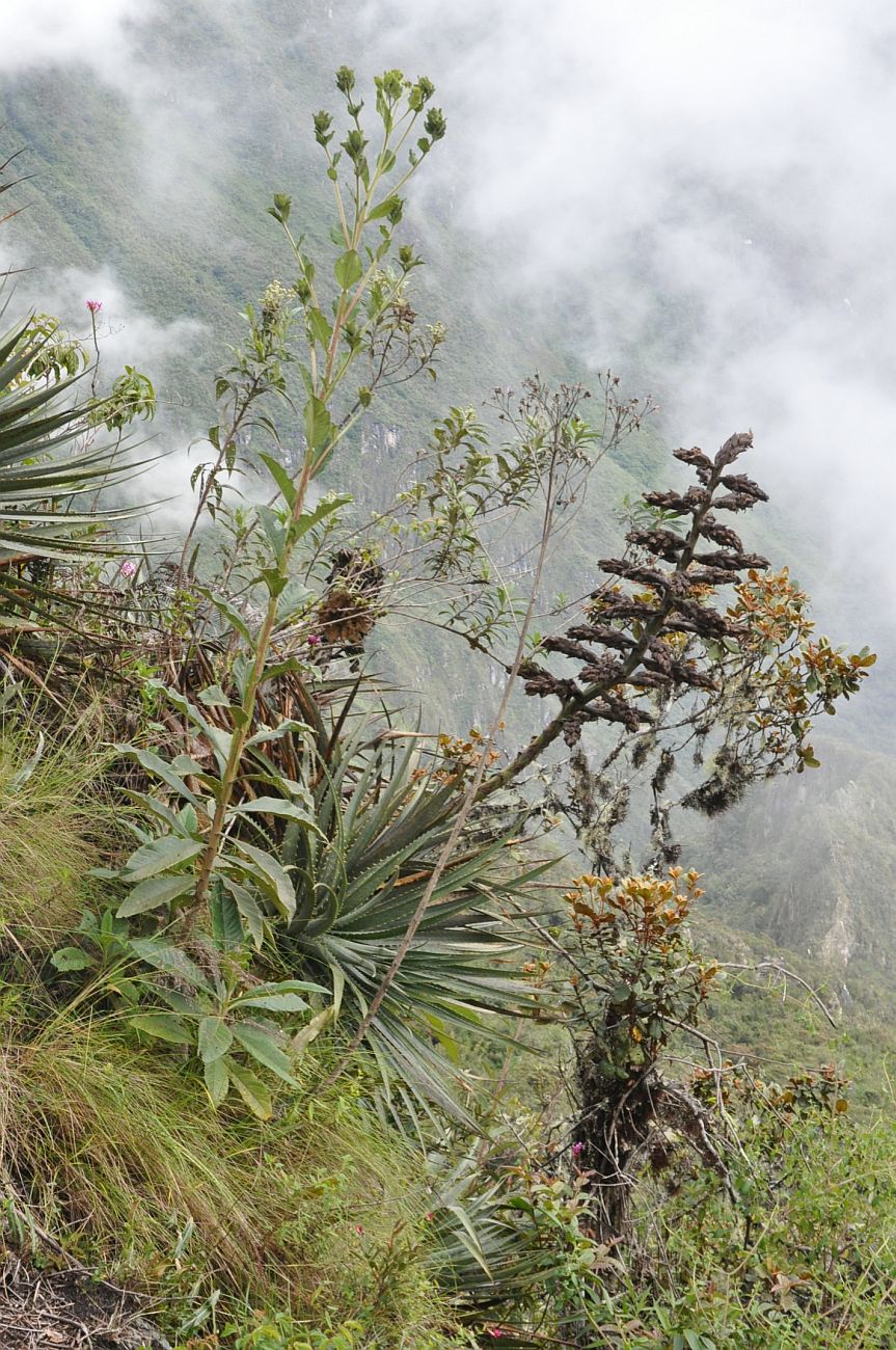 Мачу-Пикчу, image of landscape/habitat.