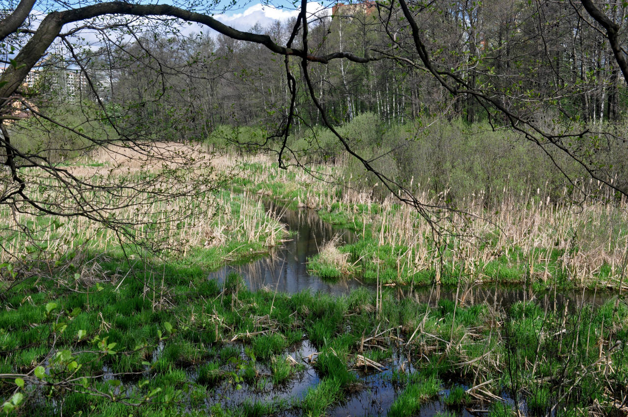 Железнодорожный, image of landscape/habitat.