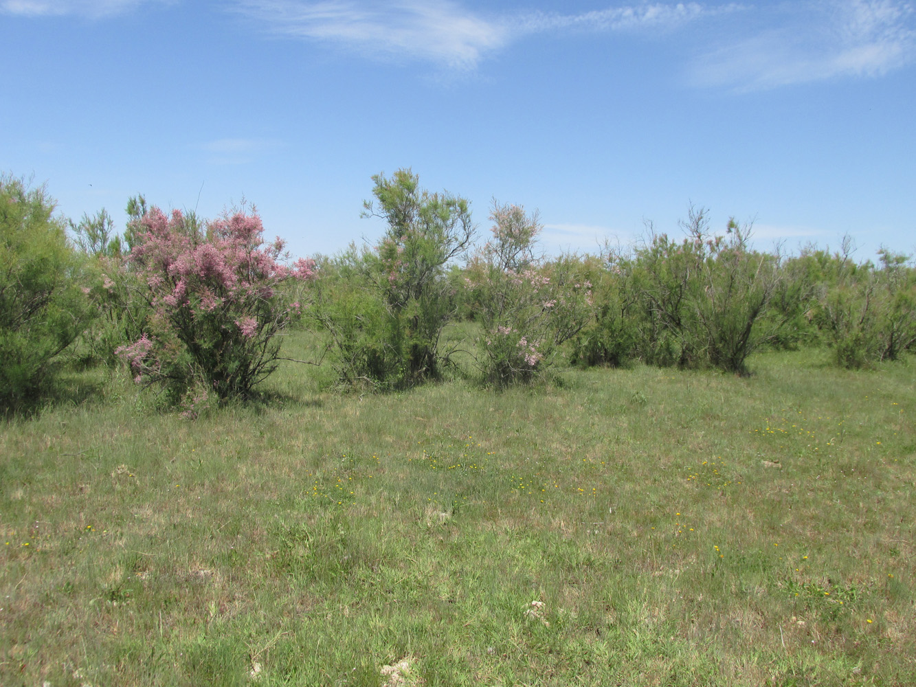 Аграханский залив, image of landscape/habitat.