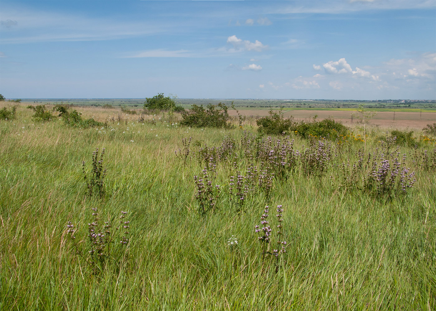 Дубовый Рынок, image of landscape/habitat.