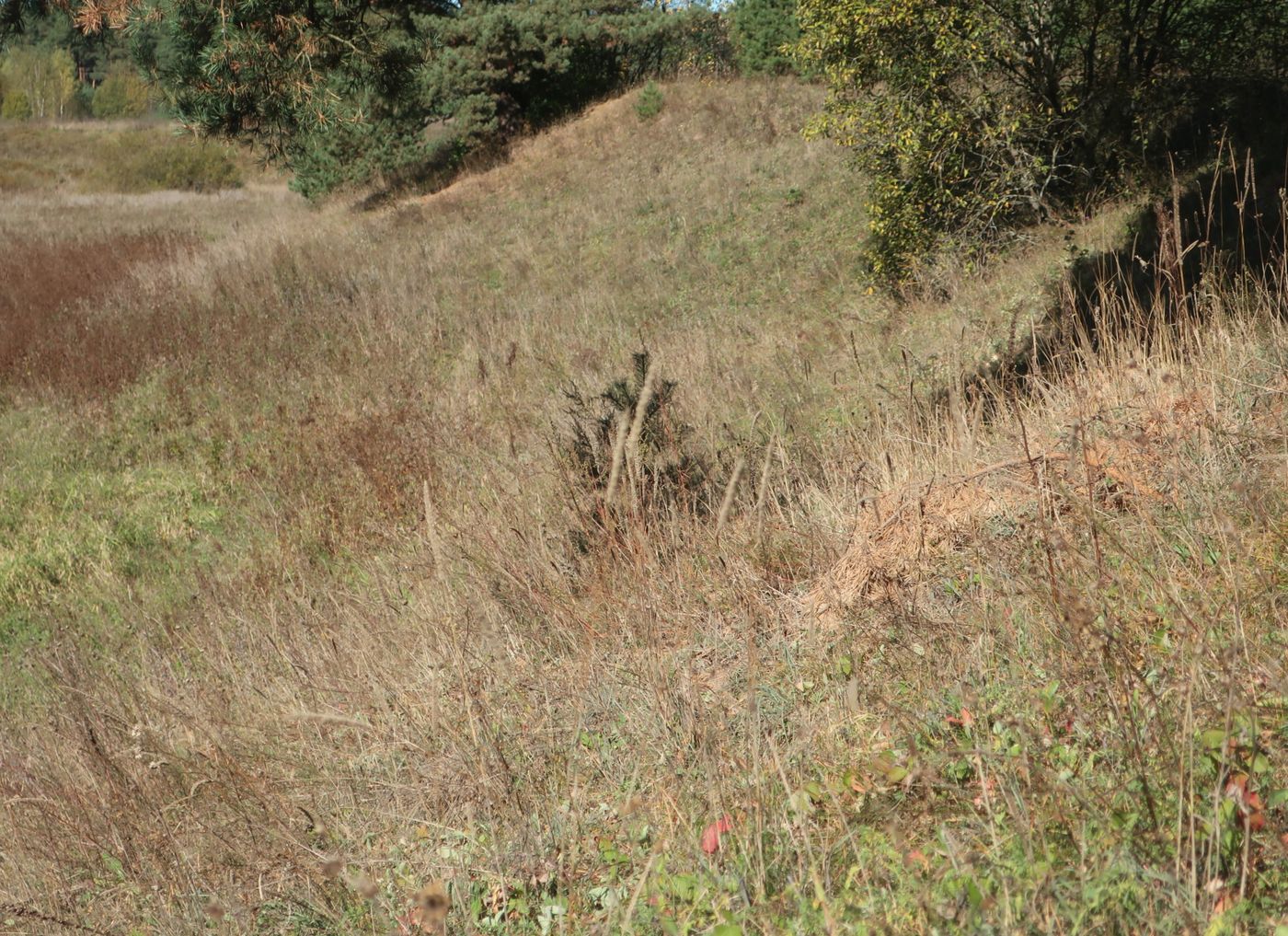 Устье Кавы и Протасово, image of landscape/habitat.