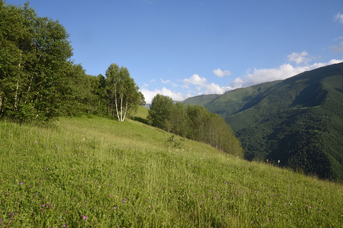 Хутор Хочелдой, image of landscape/habitat.