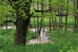 Дубна и окрестности, image of landscape/habitat.