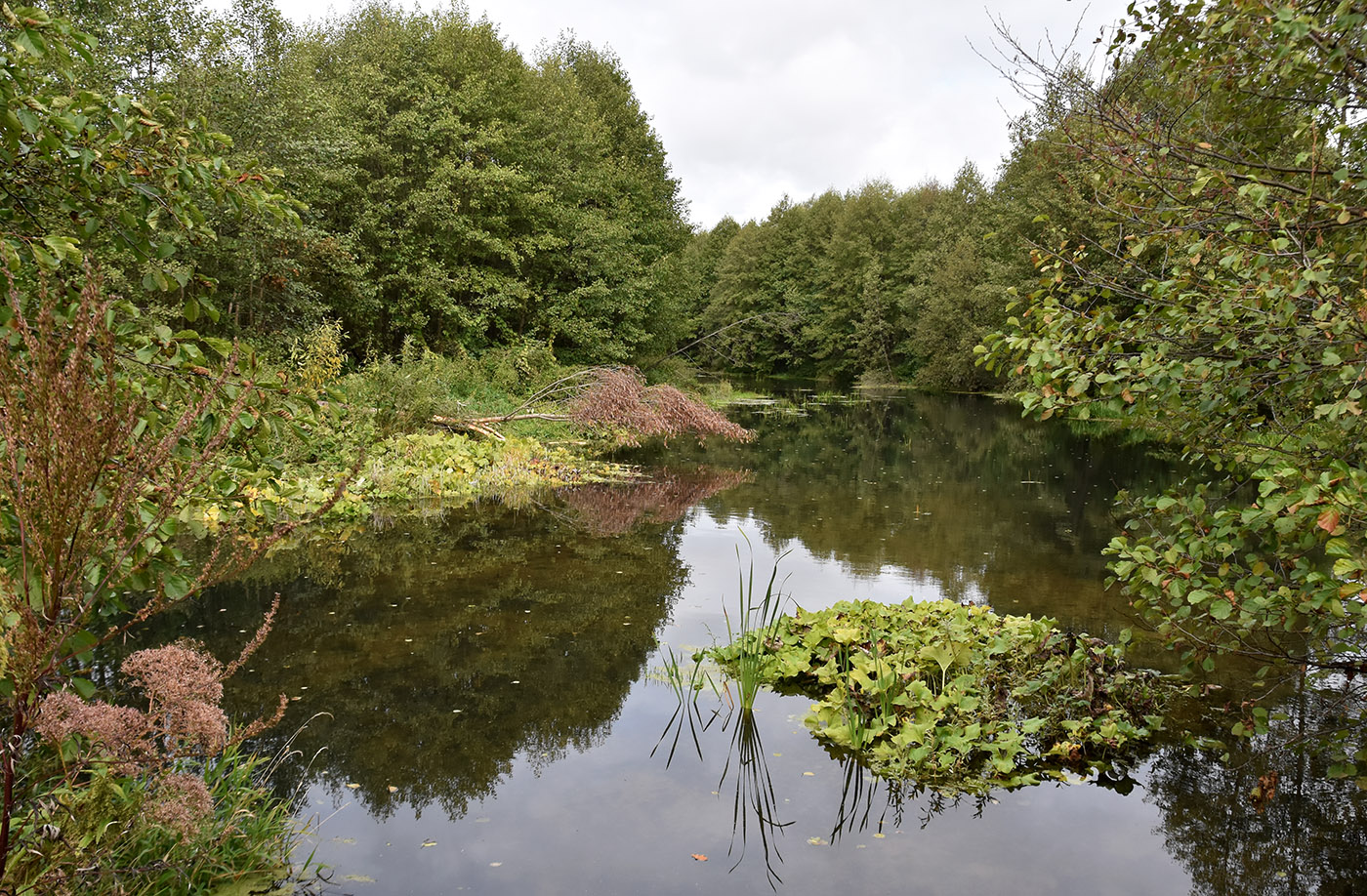 Окрестности села Ельники, image of landscape/habitat.
