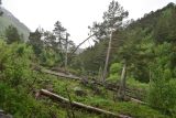 Гора Донгуз-Орун-Гитче-Кара-Баши, image of landscape/habitat.