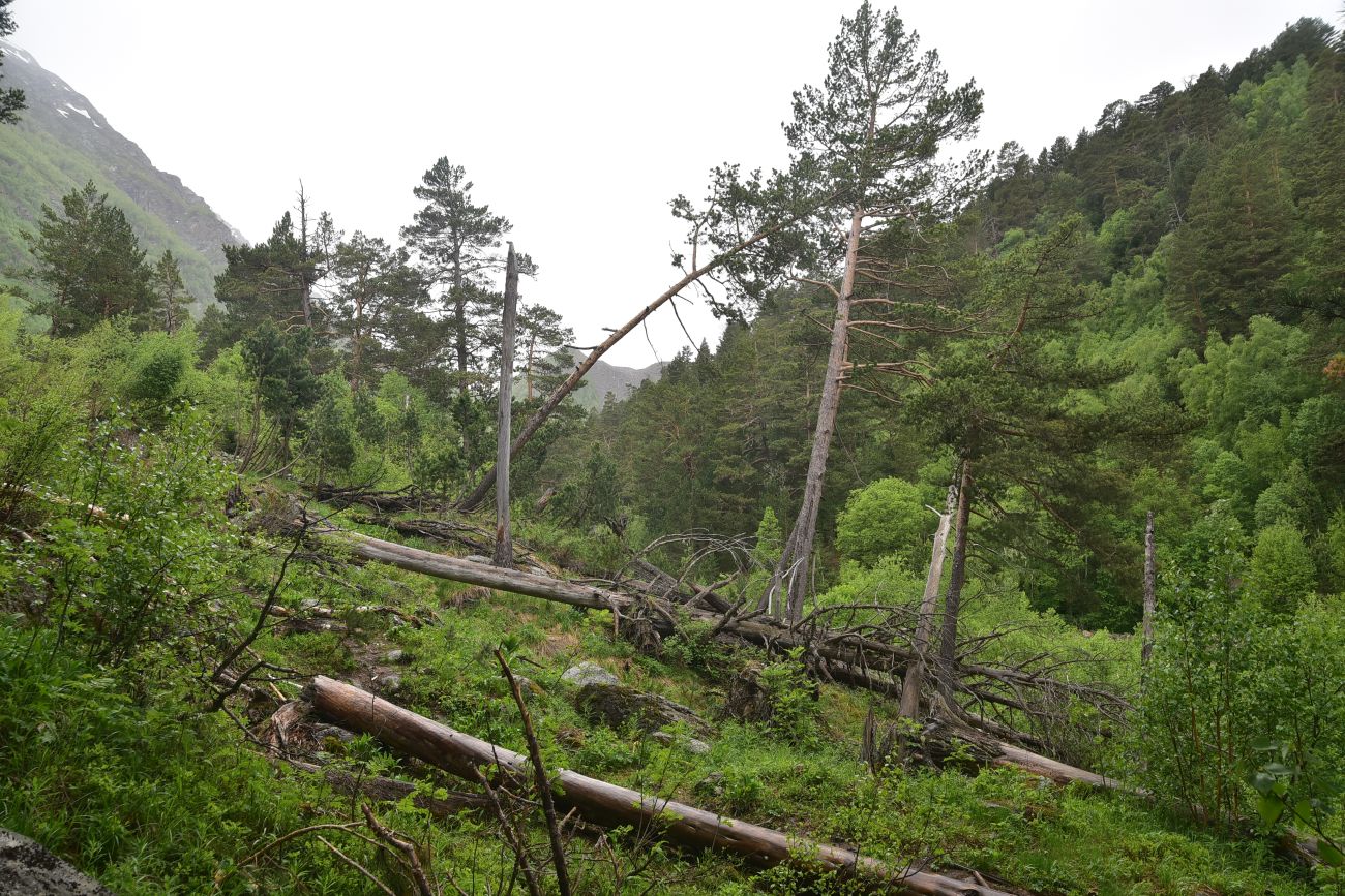 Гора Донгуз-Орун-Гитче-Кара-Баши, image of landscape/habitat.