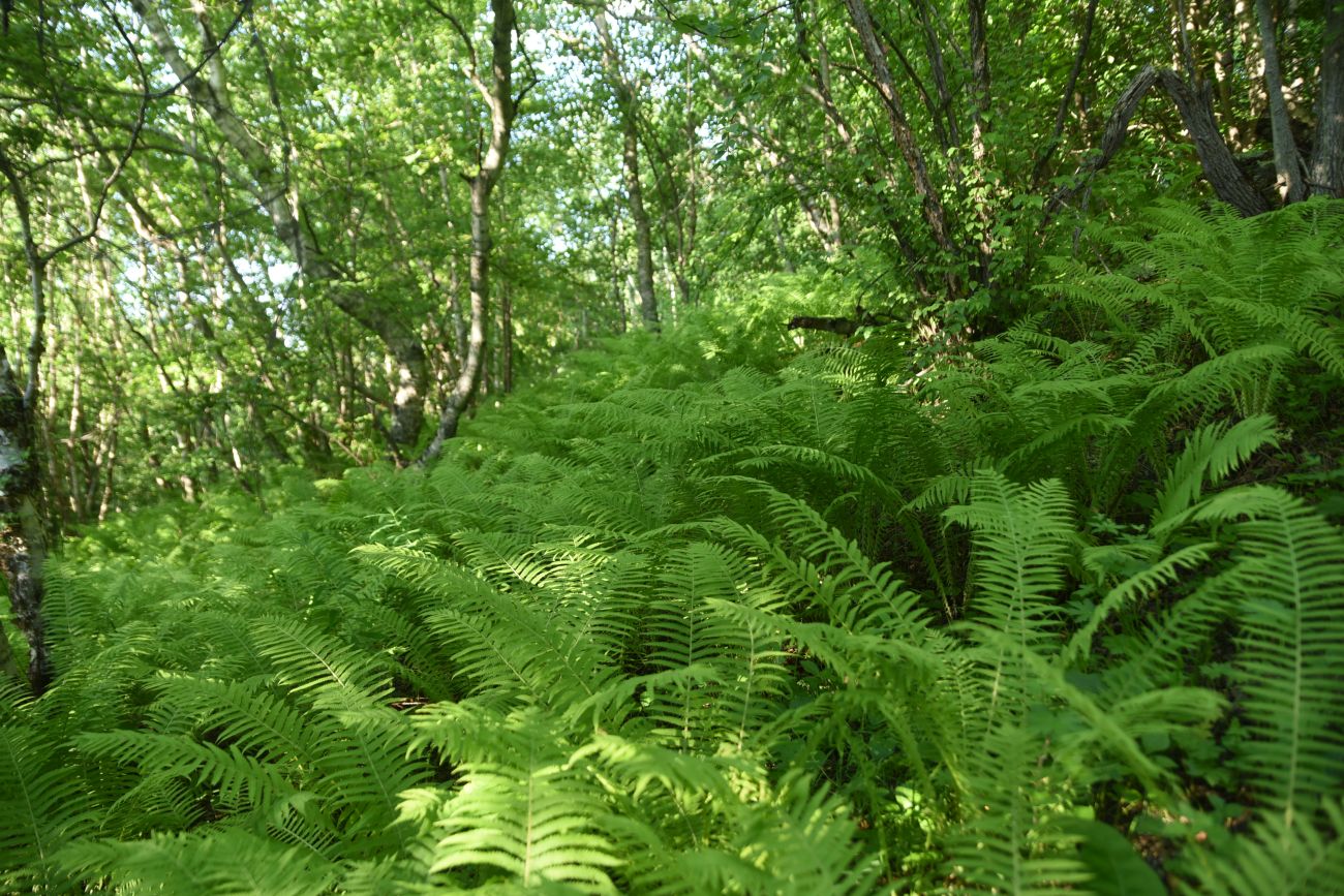 Хутор Хочелдой, image of landscape/habitat.