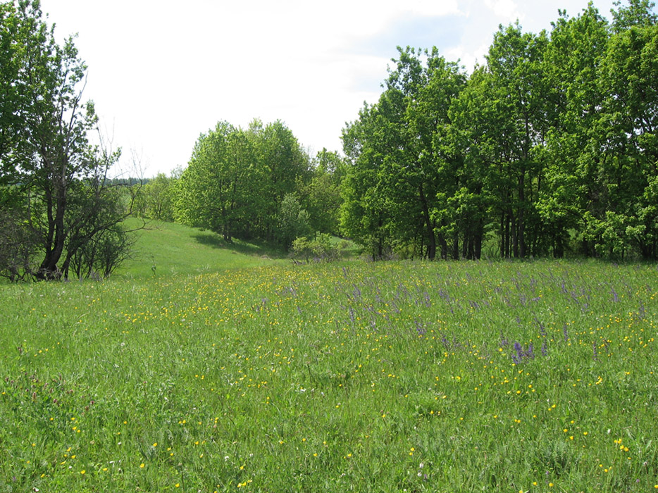 Село Ново-Зубово, image of landscape/habitat.