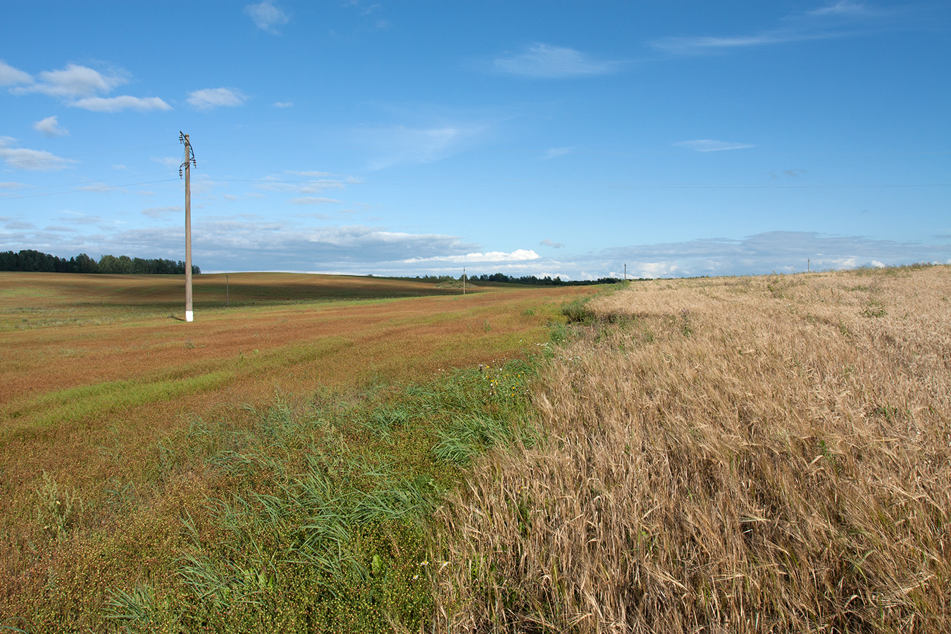 Луговица, image of landscape/habitat.