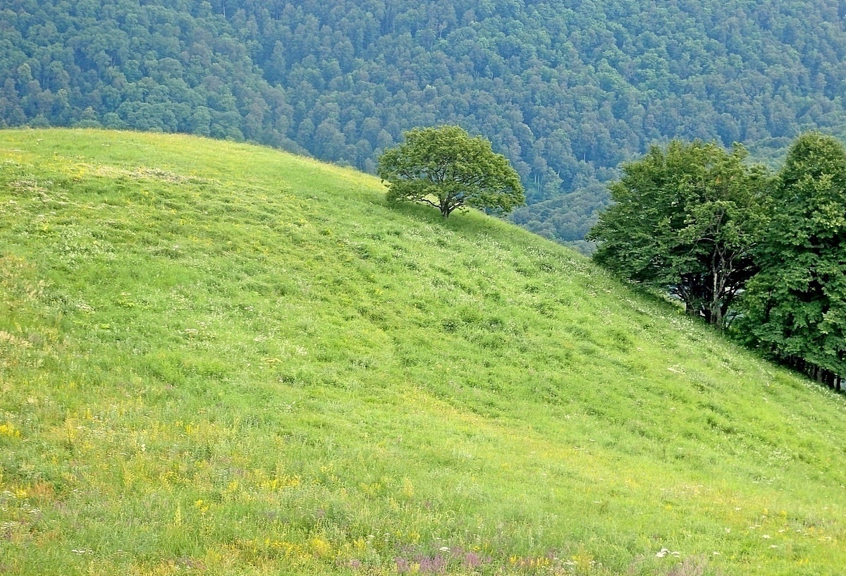 Мемедо, image of landscape/habitat.