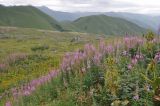 Image of landscape