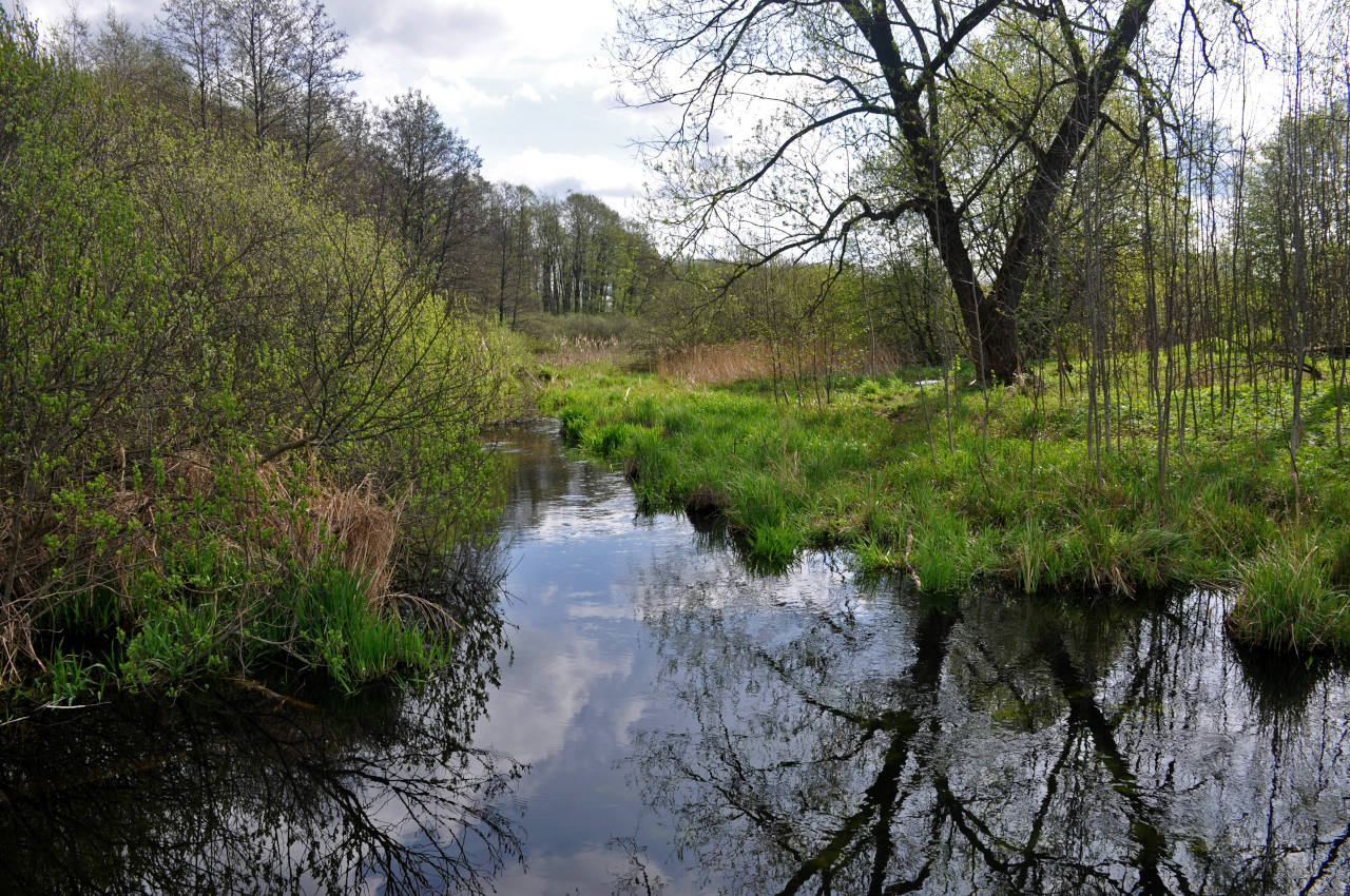 Железнодорожный, image of landscape/habitat.