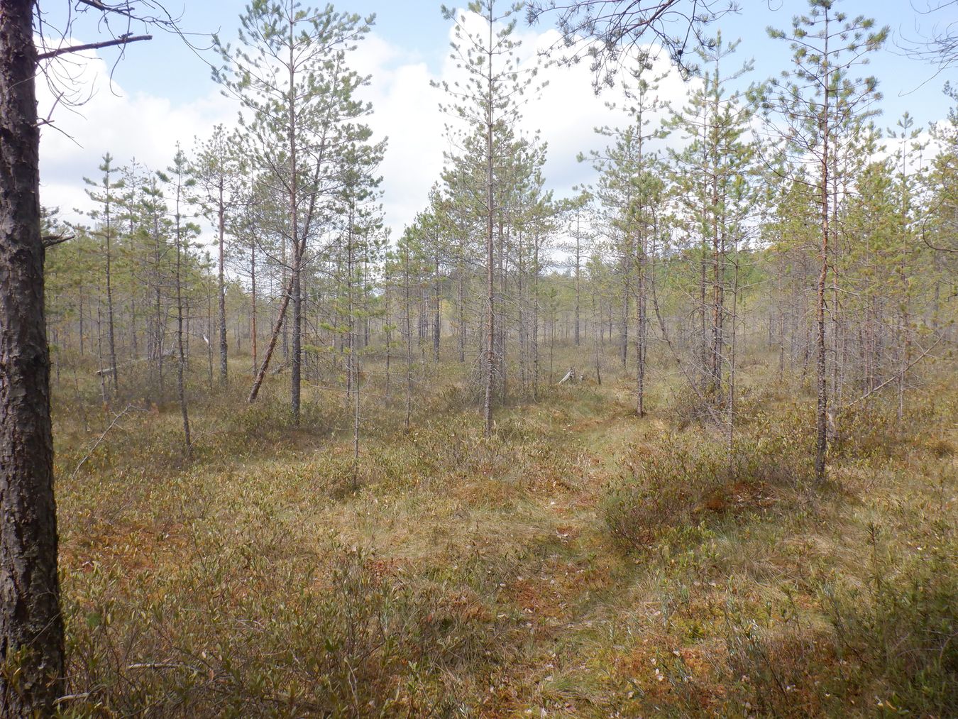 Свалка опилок, image of landscape/habitat.