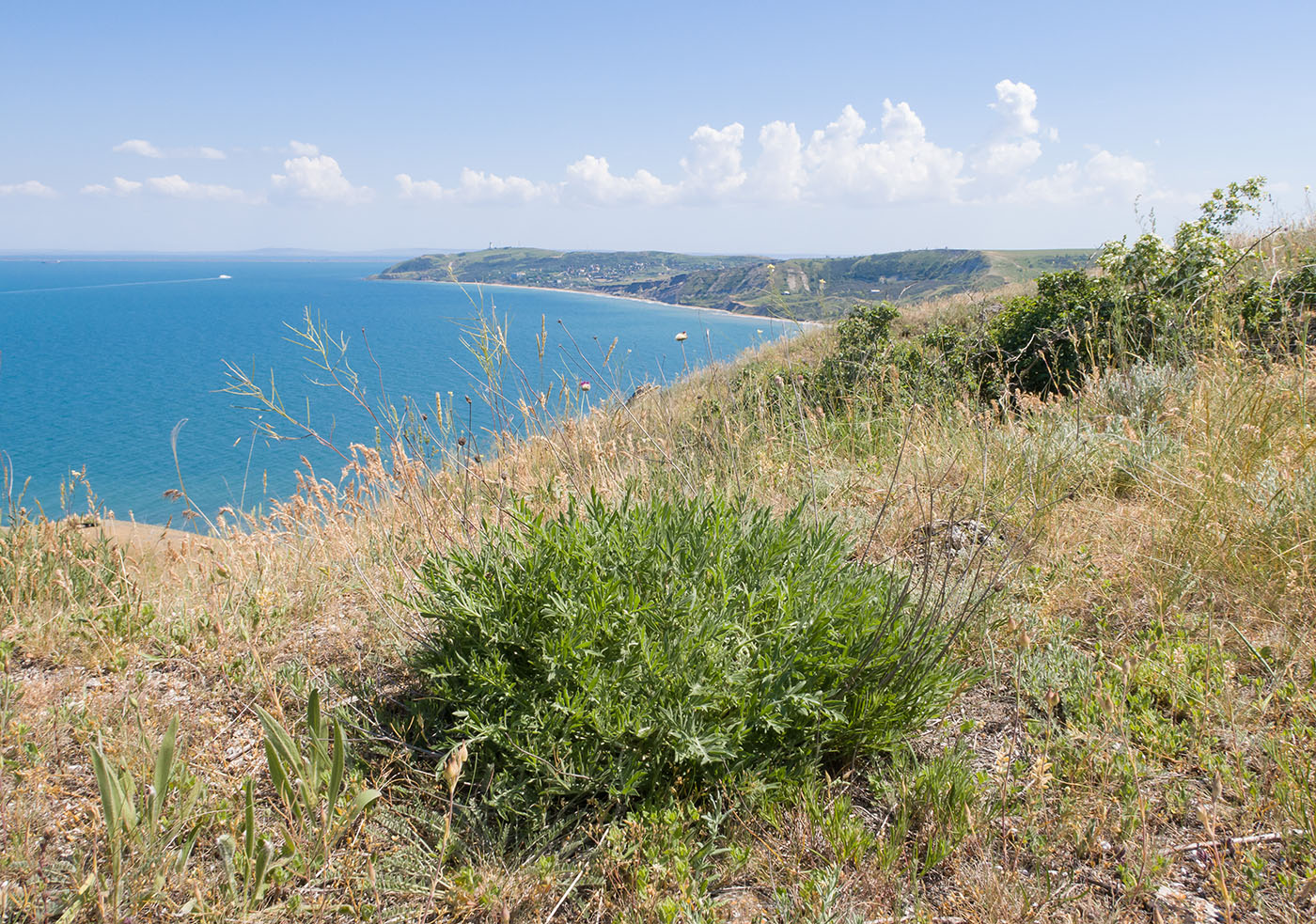 Мыс Бакланичный, image of landscape/habitat.