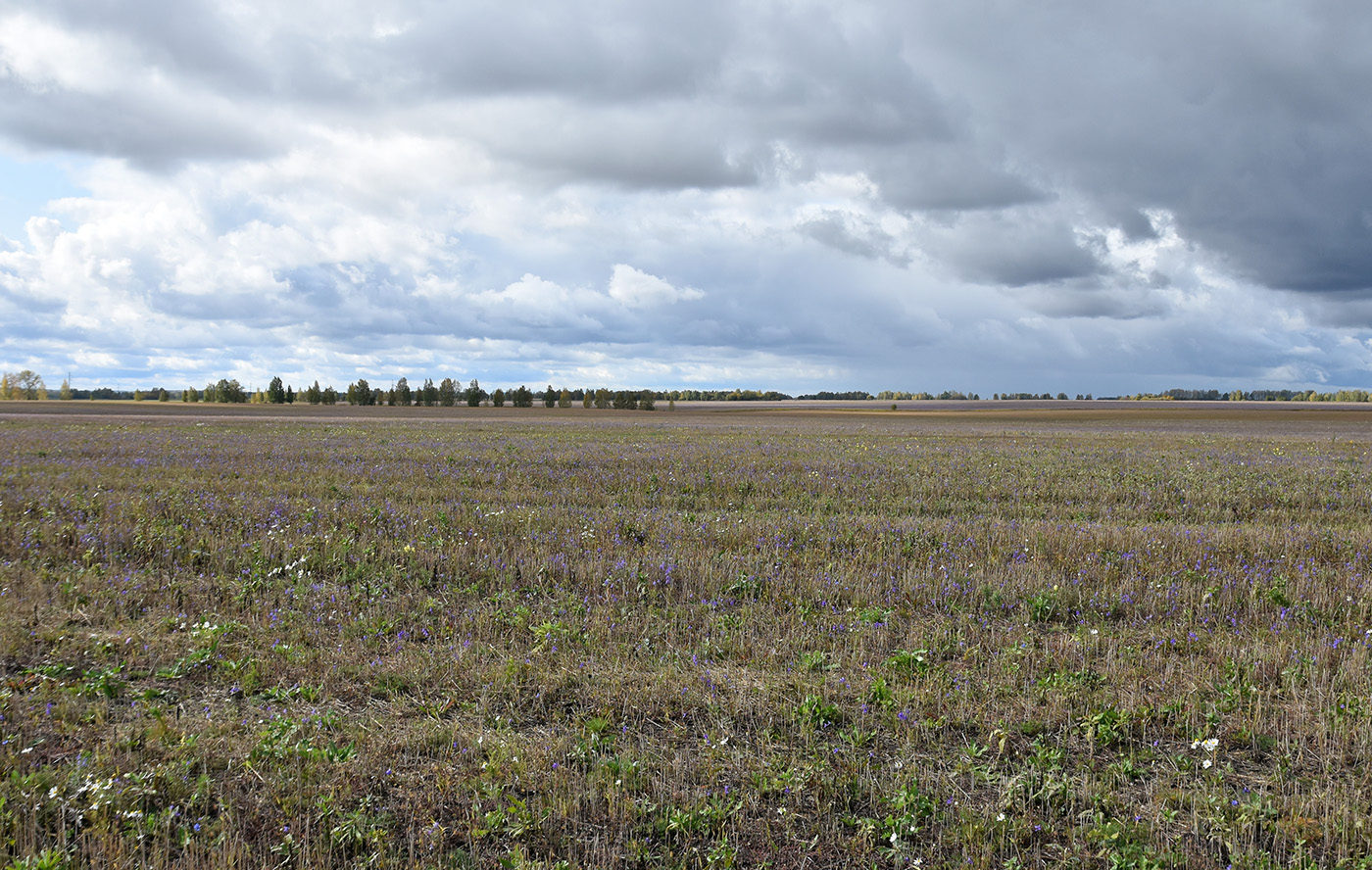 Окрестности села Ельники, image of landscape/habitat.