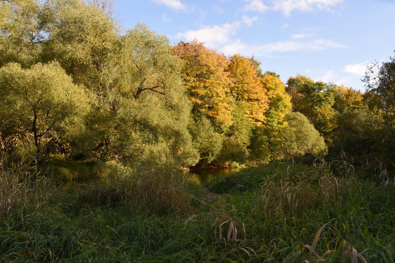 Окрестности деревни Дедюевка, image of landscape/habitat.