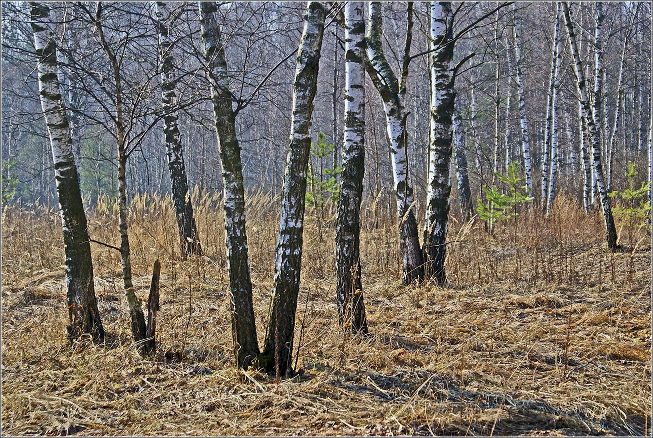 Кузьминский лесопарк, изображение ландшафта.