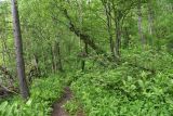 Долина реки Донгуз-Орун, image of landscape/habitat.