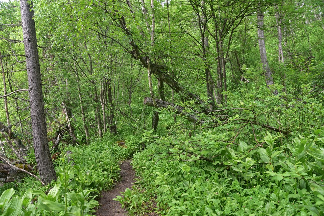 Долина реки Донгуз-Орун, image of landscape/habitat.