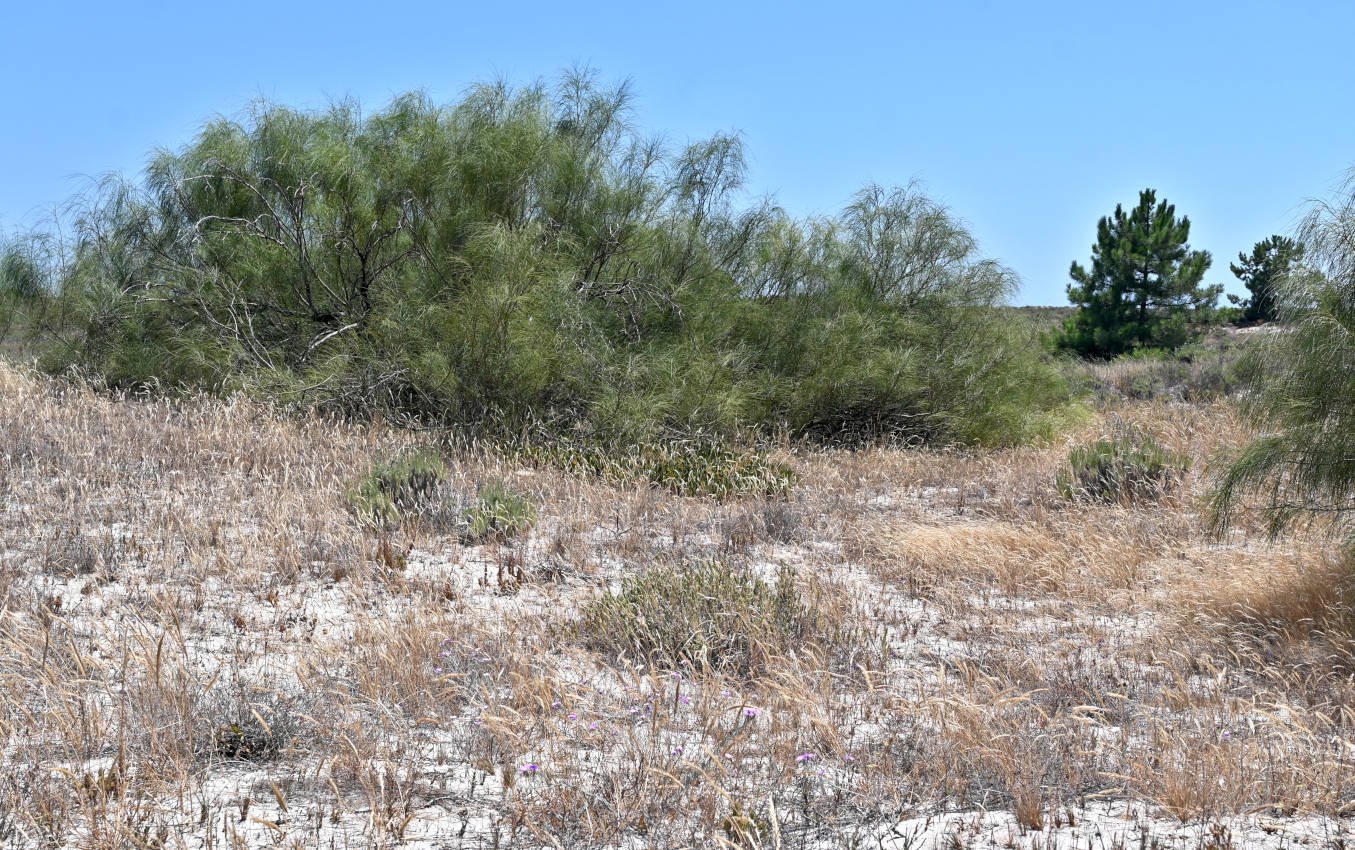 Полуостров Троя, image of landscape/habitat.