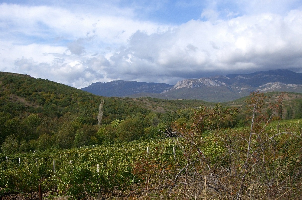 Малореченское и окрестности, image of landscape/habitat.