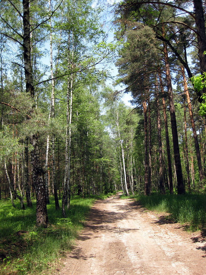 Лебедёвка, image of landscape/habitat.