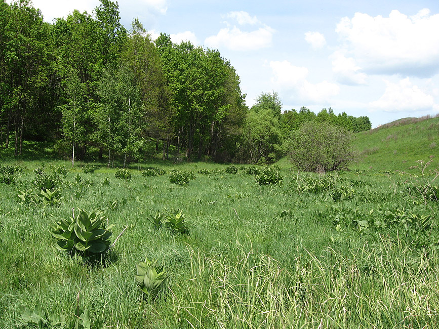 Село Ново-Зубово, image of landscape/habitat.
