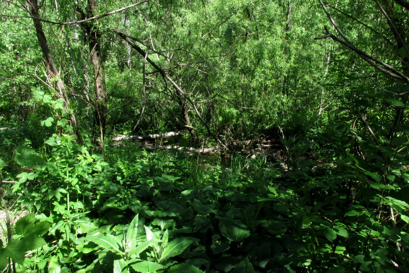 Алеев ключ, image of landscape/habitat.