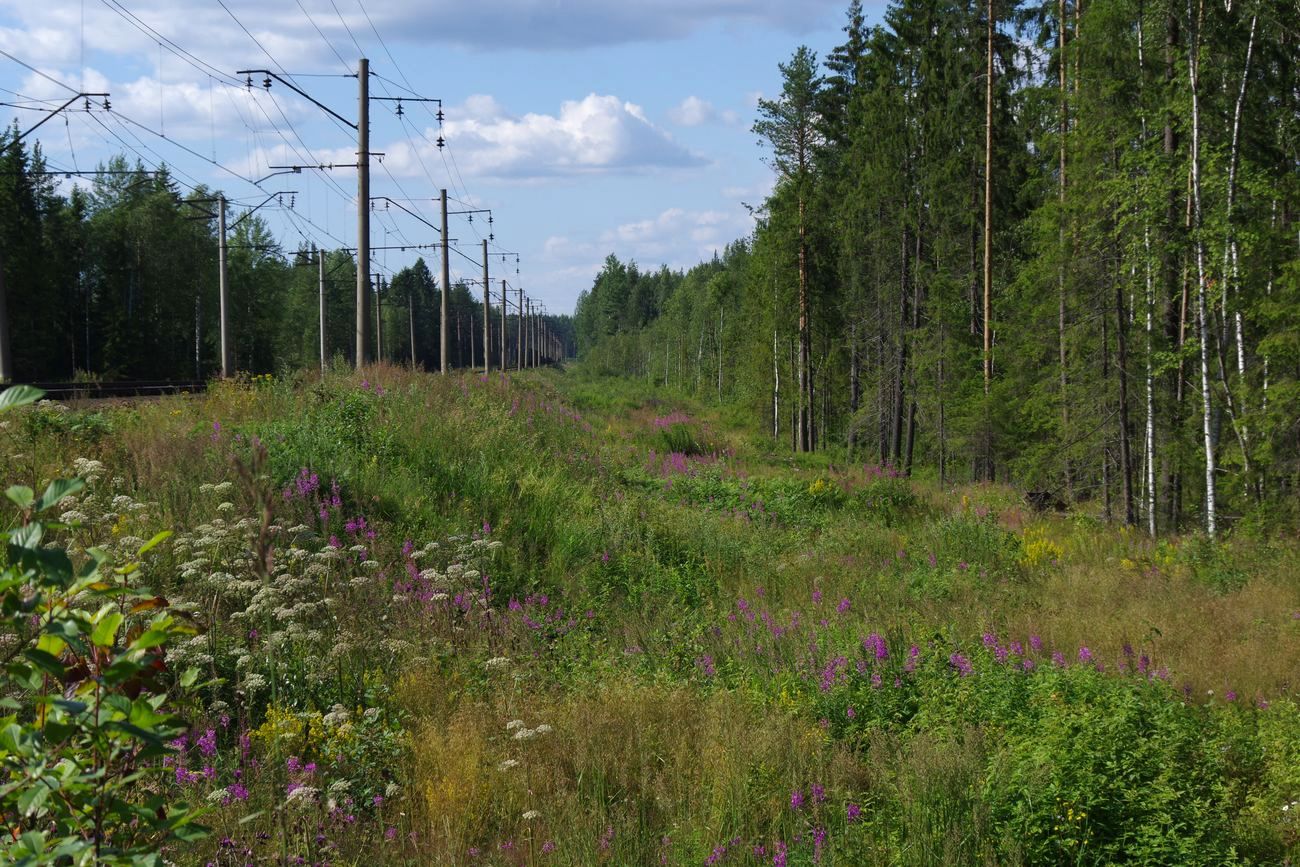 Лаппелово, image of landscape/habitat.