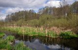 Железнодорожный, image of landscape/habitat.