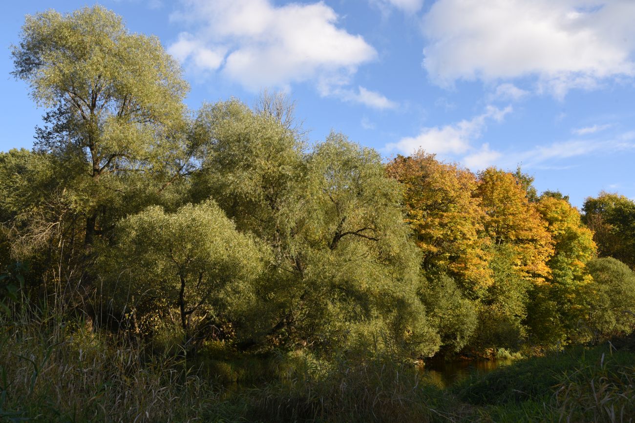 Окрестности деревни Дедюевка, image of landscape/habitat.